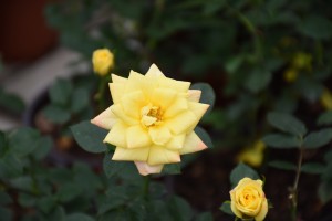 JOSEPHINE WHEATCROFT (miniature)